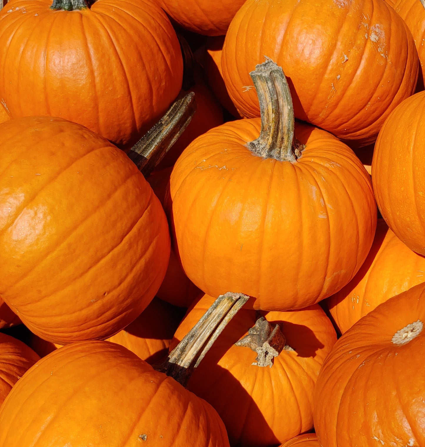 Pumpkin, Carving