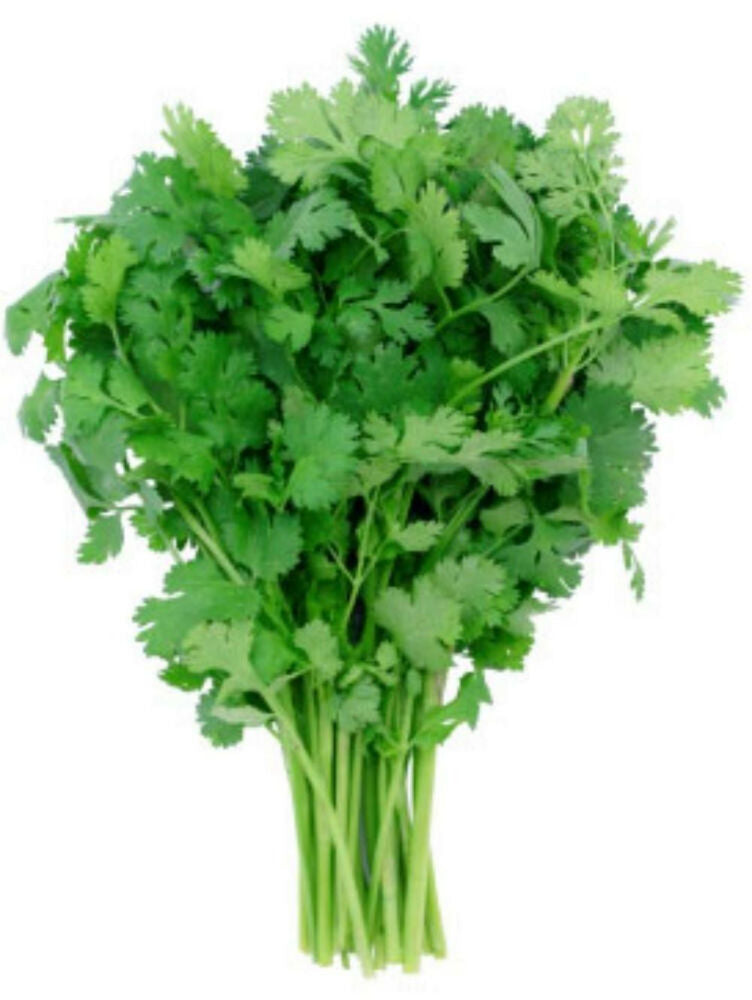 Cilantro