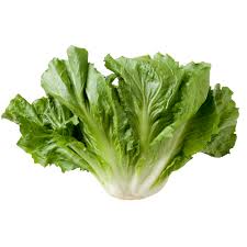 Escarole