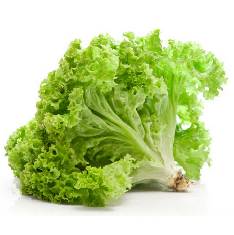 Lettuce, Green Leaf