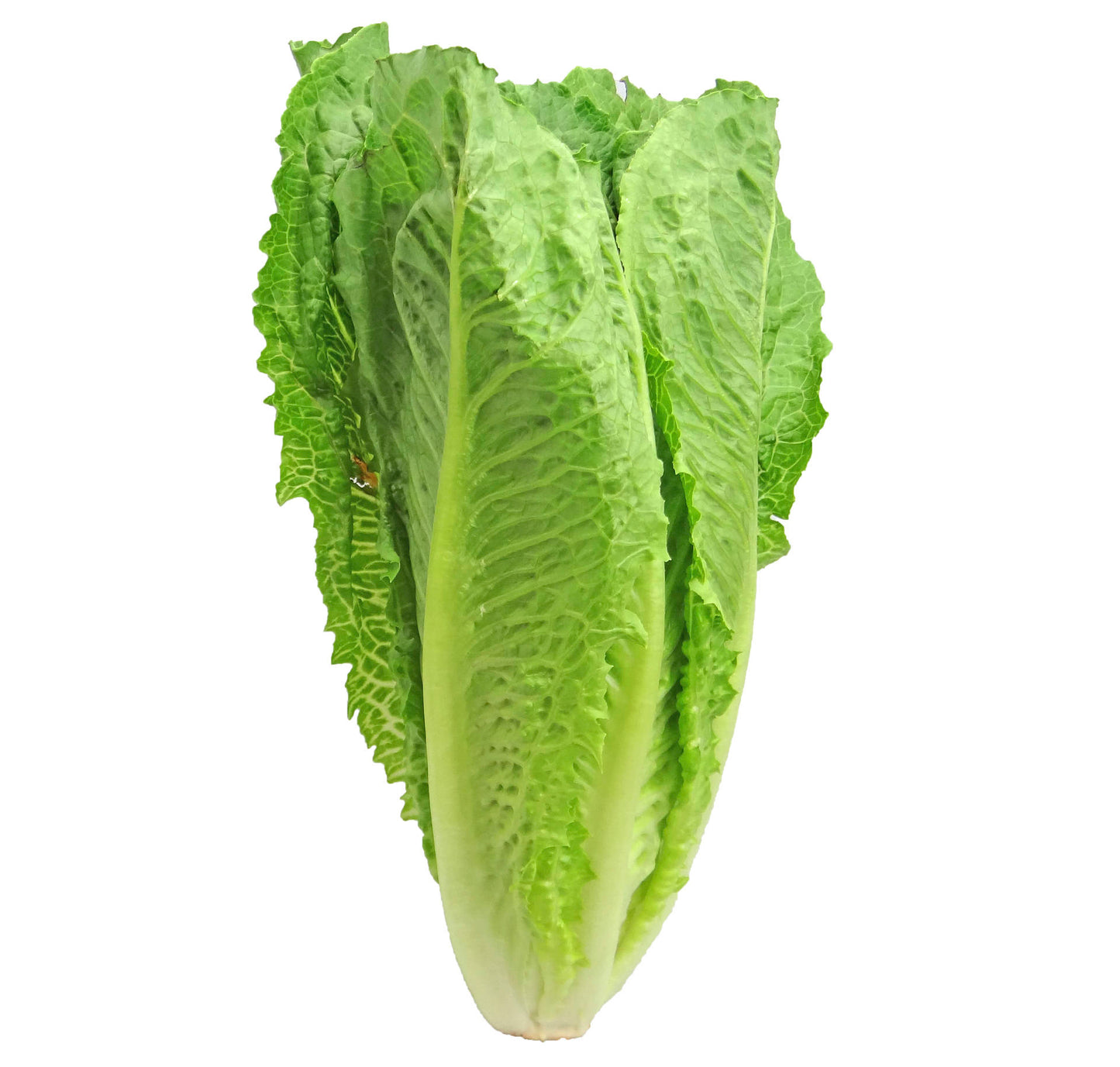 Lettuce, Romaine