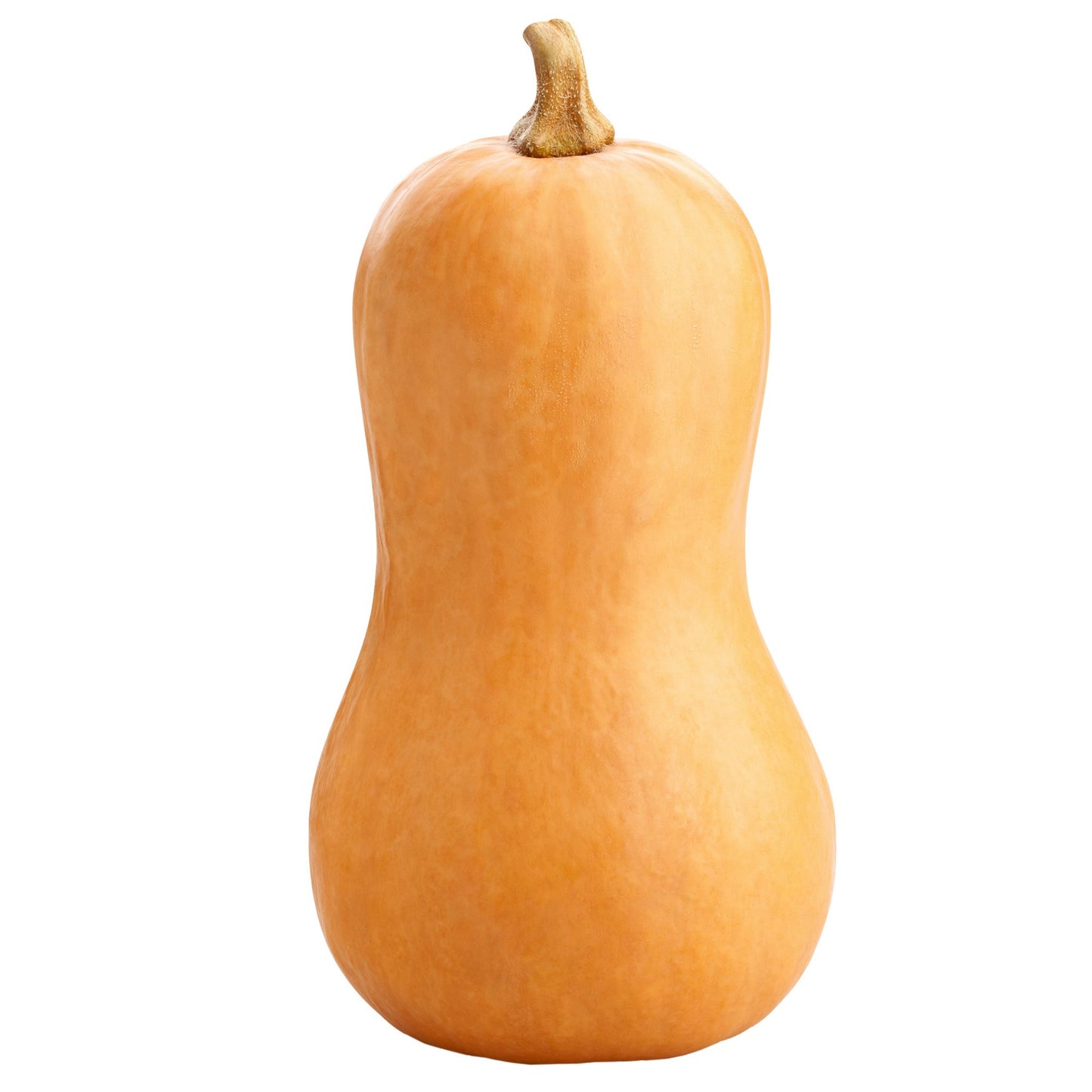 Squash, Butternut