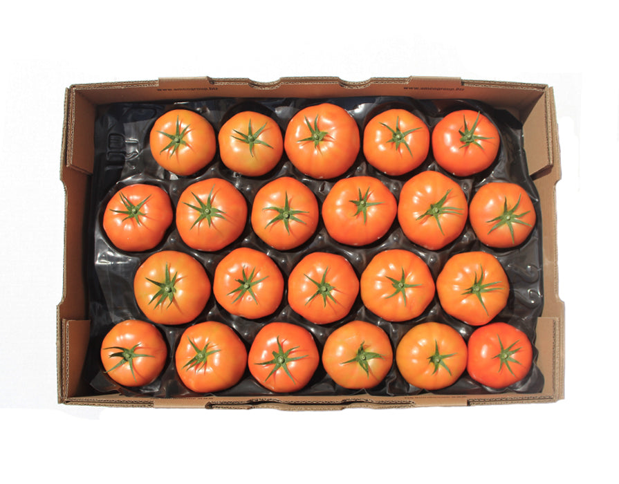 Tomato Hydroponic