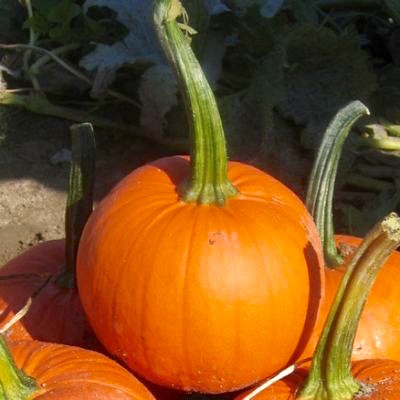 Pumpkin, Mini Decor