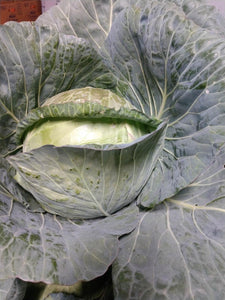 Cabbage