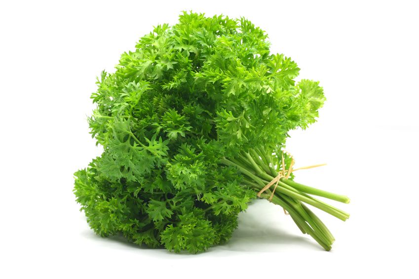 Parsley - Curly